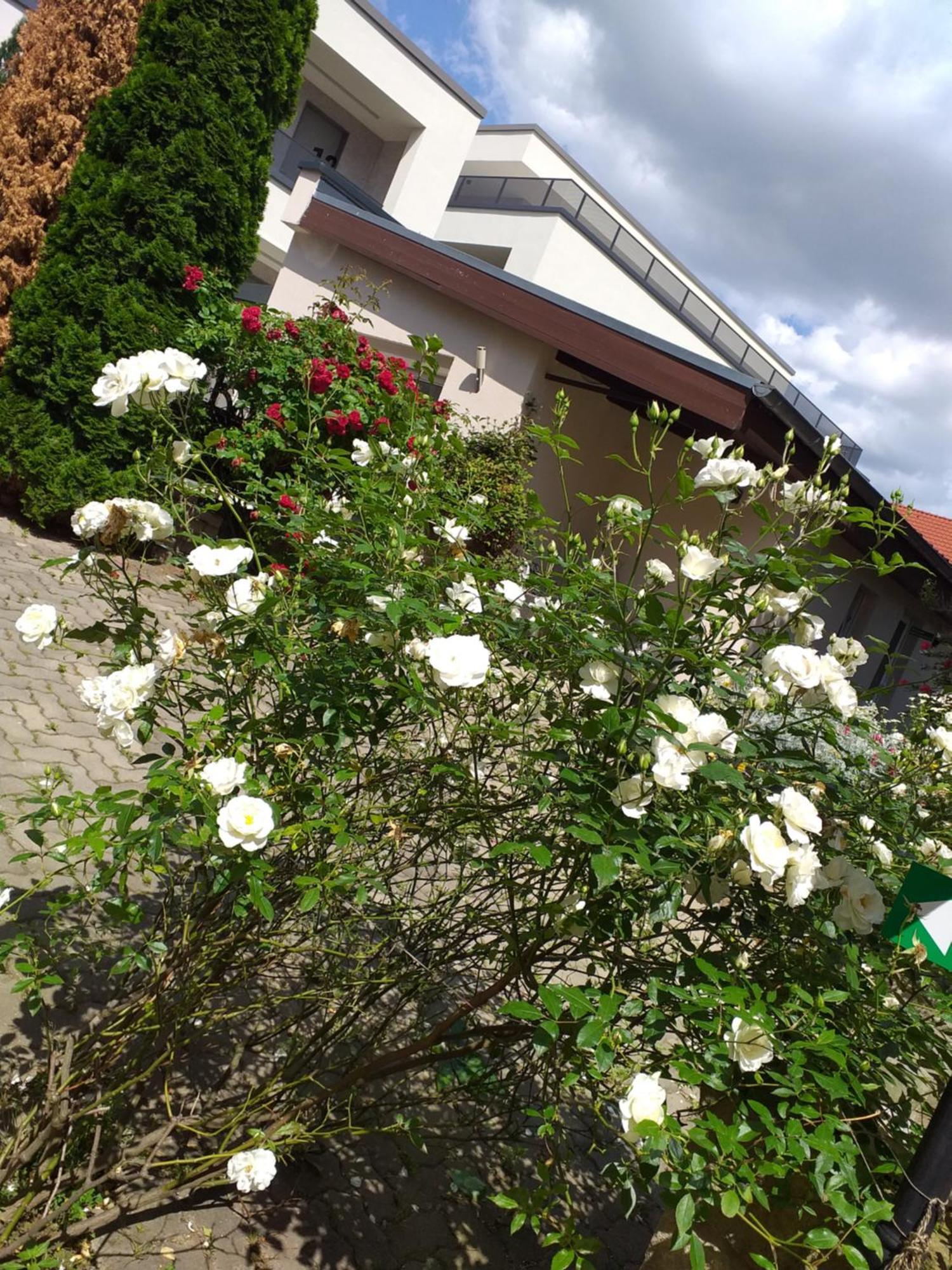 Ferienwohnungen am Hauptplatz Pirna Exterior foto